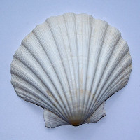 A seashell is largely made of calcium carbonate