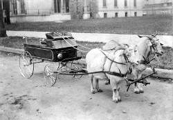 Goats pulling small wagon (hearse?)