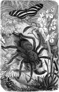 Bird Spider