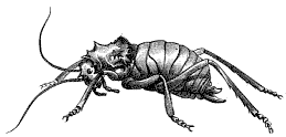 Cricket Thing Cricket Thing
