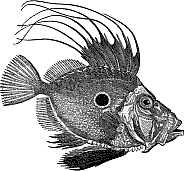 John Dory John Dory